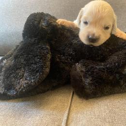 Ms Black - 16 days old - Golden Retriever puppy from Golden State Goldens