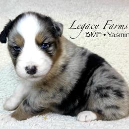 BMF Yasmine - Blue merle female Australian Shepherd puppy in Shelby, Alabama from Legacy Farms