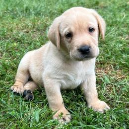 Topaz - Yellow male Labrador Retriever puppy in Rock Hill, South Carolina from North Star Retrievers