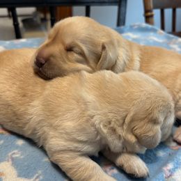 Labrador Retriever puppies from Sioux River Retrievers