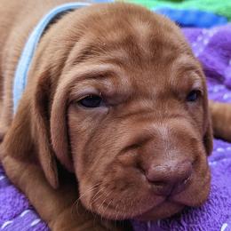 Vizslas from Virginia Vizslas LLC
