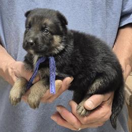 Boy 2 - Black and tan male German Shepherd puppy in Lake George, Colorado from High Country German Shepherds