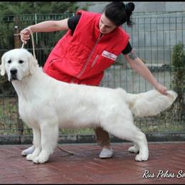 Sorento - Golden Retriever