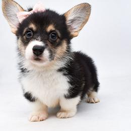 Kitana ( red headed tri female) - Black and tan female Pembroke Welsh Corgi puppy in San Antonio, Texas from Moxxi's Legacy Corgis