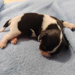 Carmen - Tri-color female Cavalier King Charles Spaniel puppy in Sabetha, Kansas from Apple Blossom Cavaliers