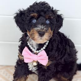 Freya - looking for guardian family only - Phantom female Bernedoodle puppy in Charleston, South Carolina from Palm Belle Doodles