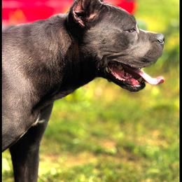 Armani - Cane Corso
