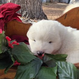Girl 1 - White female Samoyed puppy in Broomfield, Colorado from Klondike Snow Samoyeds