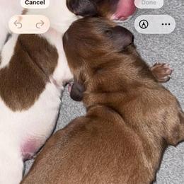 Choco - Chocolate and tan male Dachshund puppy in Falcon, Missouri from K2D2 Farm