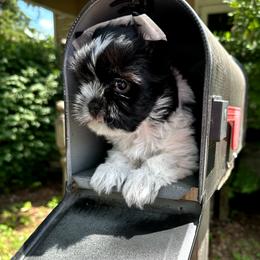 Roscoe - Parti male Yorkshire Terrier puppy in Mattoon, Illinois from Strohlz Yorkies