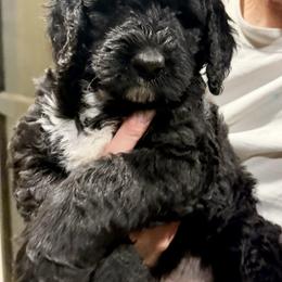 Emily - Black and white female Bernedoodle puppy in Edmond, Oklahoma from Elle and Oak Farms