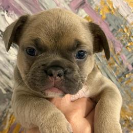 Zirka (Zirochka) - Blue fawn female French Bulldog puppy in Chesnee, South Carolina from Michael & Raisa