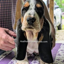 Boy 2 - male Basset Hound puppy in Franklin, Indiana from 4 Sail Quarter Horses and Hounds