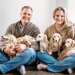 Dachshund puppies from English Cream Dachshunds