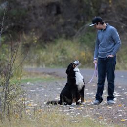 Bernedoodle and Bernese Mountain Dog All Grown Up from Mountain Top Bernedoodles