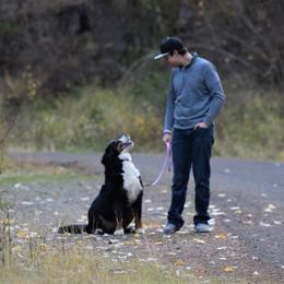 Bernedoodle and Bernese Mountain Dog All Grown Up from Mountain Top Bernedoodles