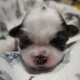 Dipstick - Sable and white female Shih Tzu puppy in Wolcottville, Indiana from Ducky's Doodles