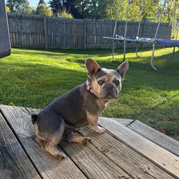 Viola - Blue female French Bulldog puppy in Mansfield, Ohio from Bad to the Bone French Bullies
