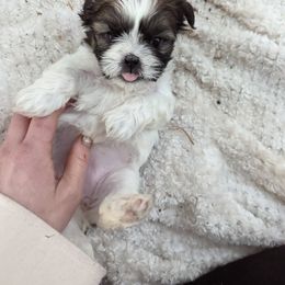 Shih Tzu Puppies from We Shih Tzu Not!