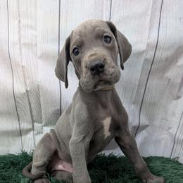 Bron - Blue male Great Dane puppy in Bay City, Michigan from Monarch Danes