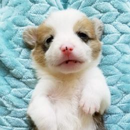 American Corgi and Pembroke Welsh Corgi Puppies from Whimsical Treasure Corgis