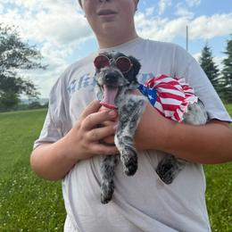 Molly - Black and white female Aussiedoodle puppy in Hopkins, Missouri from Mowry Creek Mini Aussiedoodles and More