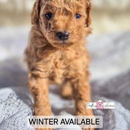 Poodle Puppies from Poodle Avenue