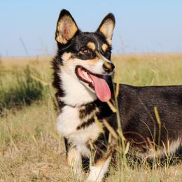 Dora - Pembroke Welsh Corgi