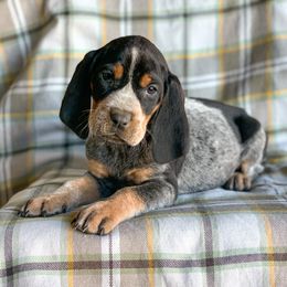 American Leopard Hound, Bluetick Coonhound, and German Shepherd Puppies from Haus Biery German Shepherds, Benchmark Blueticks & Leopard Hounds