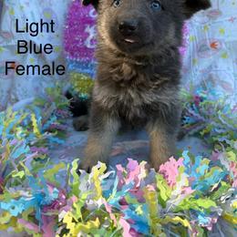 Girl 3 - Blue female German Shepherd puppy in Holladay, Tennessee from Mercedes Gumbel