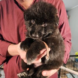 Sentinel (Brown collar) - Black male German Shepherd puppy in Columbus, Indiana from Stony Lonesome GSD
