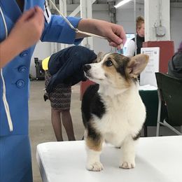 Pembroke Welsh Corgi Puppies from 24k Corgis