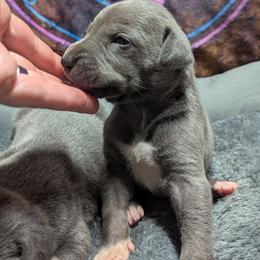 Lobelia - Blue female Great Dane puppy in Citra, Florida from AEW Farm