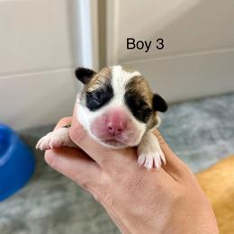 Male 3 - Red male Pembroke Welsh Corgi puppy in Waverly, Iowa from Kindred Corgis