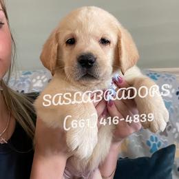 Boy 1 - Yellow male Labrador Retriever puppy in Palmdale, California from Sweet As Sugar Labradors