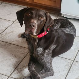 Jager - Liver roan male German Shorthaired Pointer puppy in Milford, Michigan from High Caliber Kennel