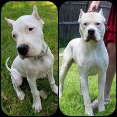 Dogo Argentino All Grown Up from Northern Snow Angels Kennel