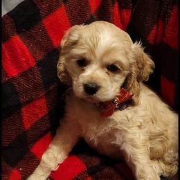 Cocker Spaniel Puppies from -PrincetonzSpanielz-