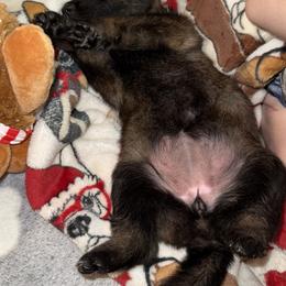 German Shepherd Puppies from Legacy K9’s