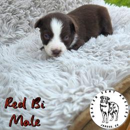 Tanner - Red & white male Toy Australian Shepherd puppy in Jaroso, Colorado from Heaven Sent Aussies