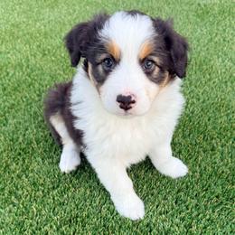 Sally - Black tri-color female Australian Shepherd puppy in Vista, California from Cummings Family Aussies