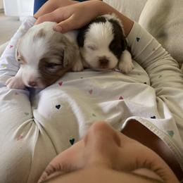 Miniature American Shepherd and Miniature Australian Shepherd Puppies from Husker Mini Aussies