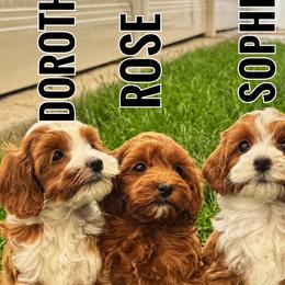 Rose - Red  female Goldendoodle puppy in Bountiful, Utah from Red Brick Doodles