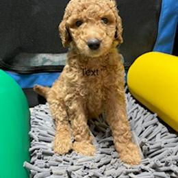 Goldendoodle Puppies from Da Ruba Doodles