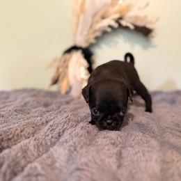 Peach - Black female Pug puppy in Smiths Station, Alabama from Magnolia Pugs