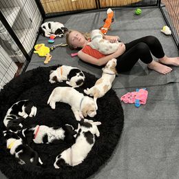 Basset Hound Puppies from Bear’s Bassets