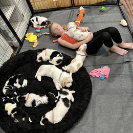 Basset Hound Puppies from Bear’s Bassets