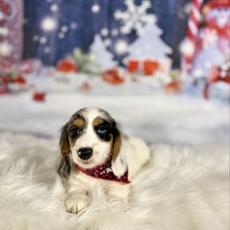 Sneezy - Dapple male Dachshund puppy in Westport, Kentucky from Lonestar Creek Farm