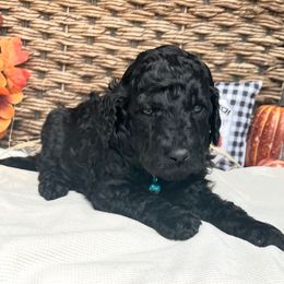 Elvis - Black male Goldendoodle puppy in Willacoochee, Georgia from Kitandkboodle's Doodles