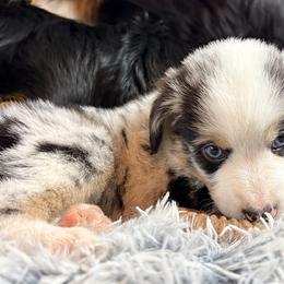 Bandit (AKC and ASDR) - Blue merle male Miniature American Shepherd puppy in Stockton, Missouri from Kizmit Farmz